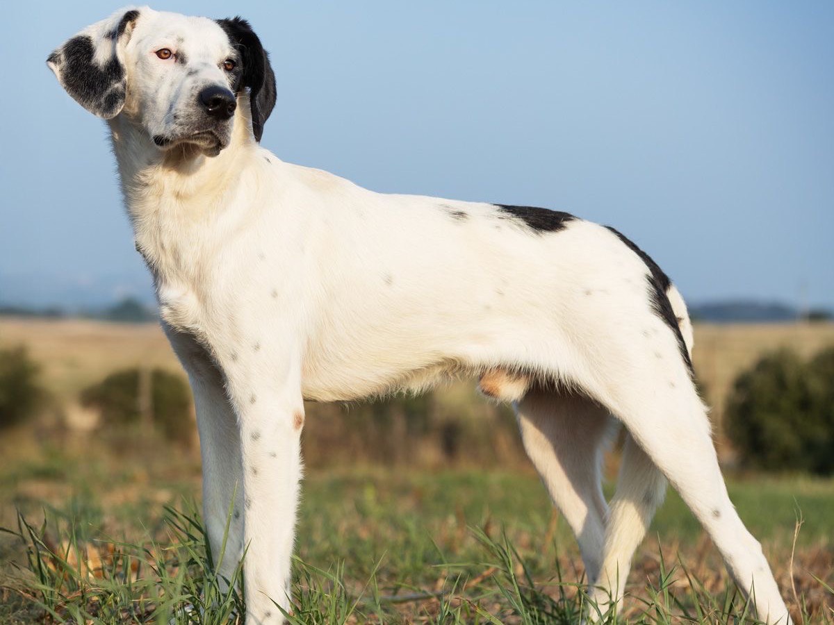 Adotta un cane, maschio, 1 anno, Roma