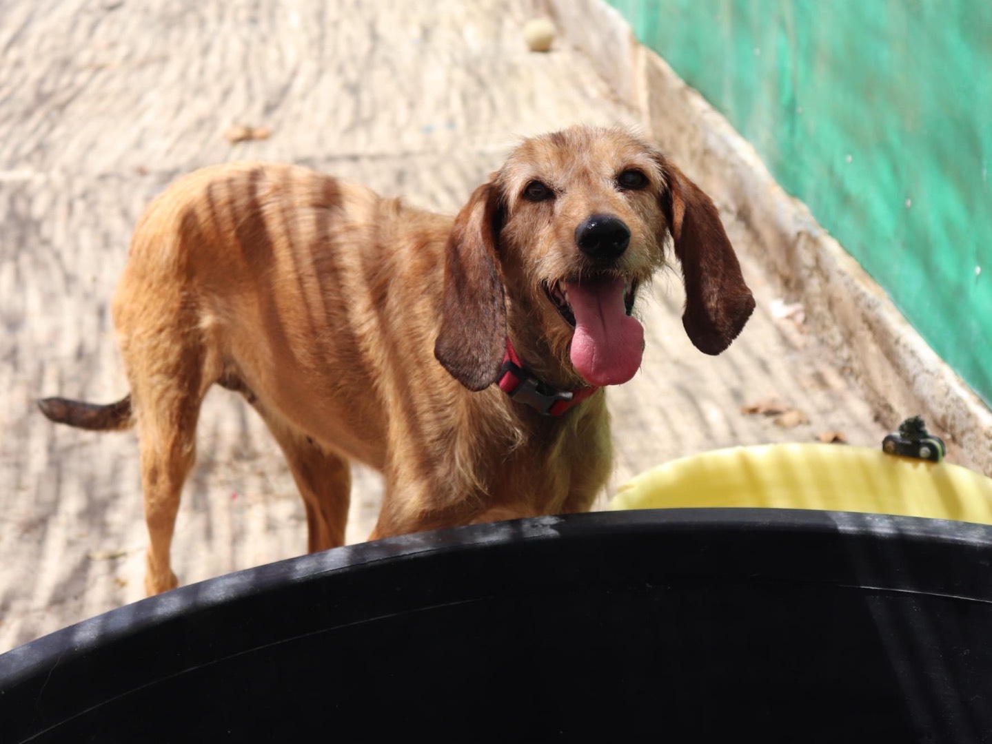 Adotta un cane, femmina, 3 anni e 9 mesi, Sud
