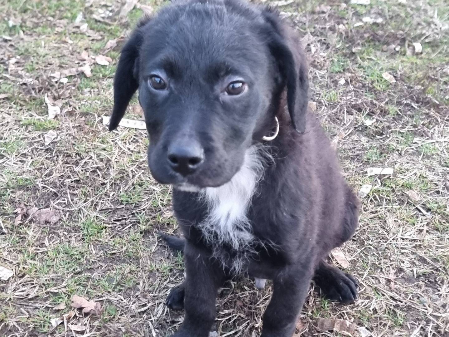 Adozione cane, maschio, Labrador Retriever Razza sconosciuta, 4 mesi, taglia media, Pavia