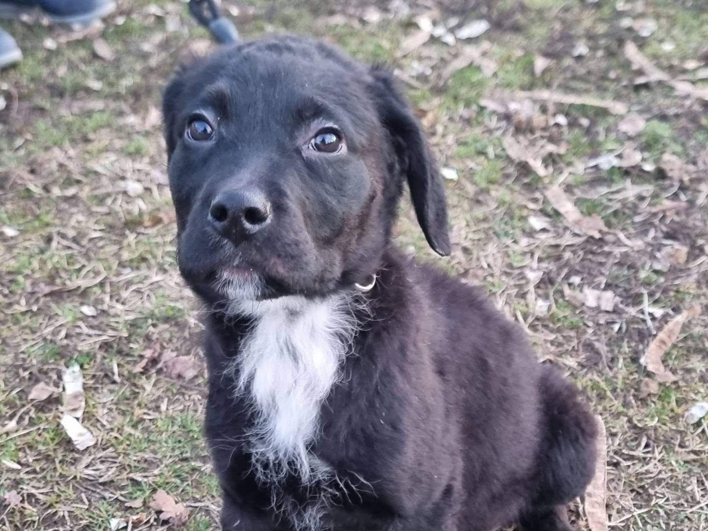 Adotta un cane, maschio, 4 mesi, Pavia