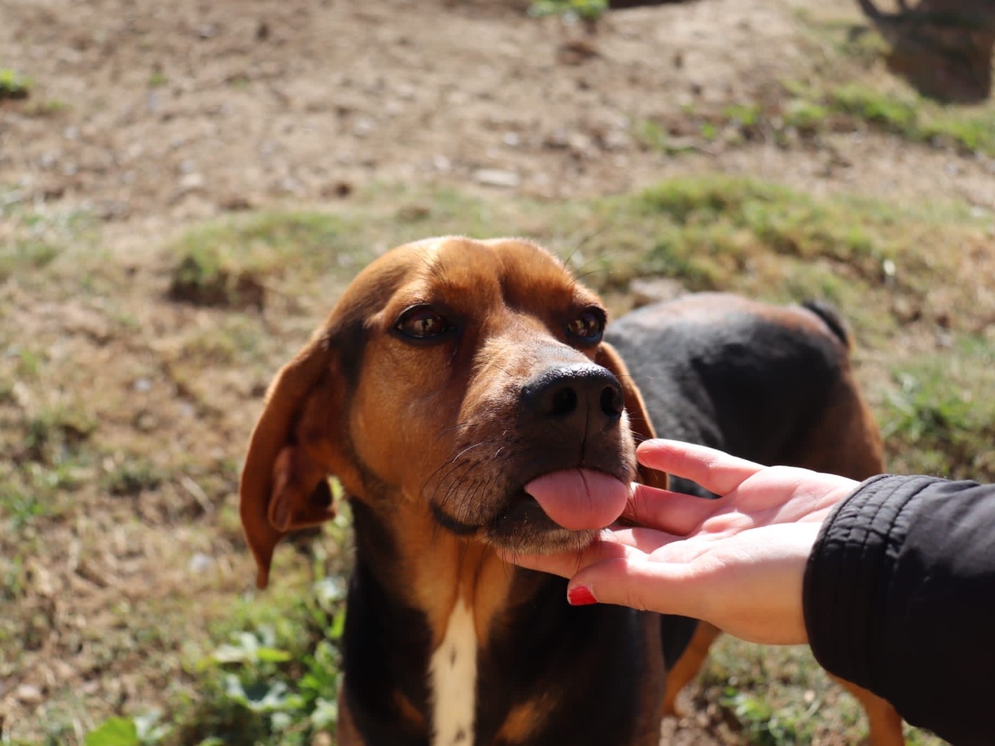 Adozione cane, femmina, Razza sconosciuta Razza sconosciuta, 10 anni e 8 mesi, taglia media, Sud