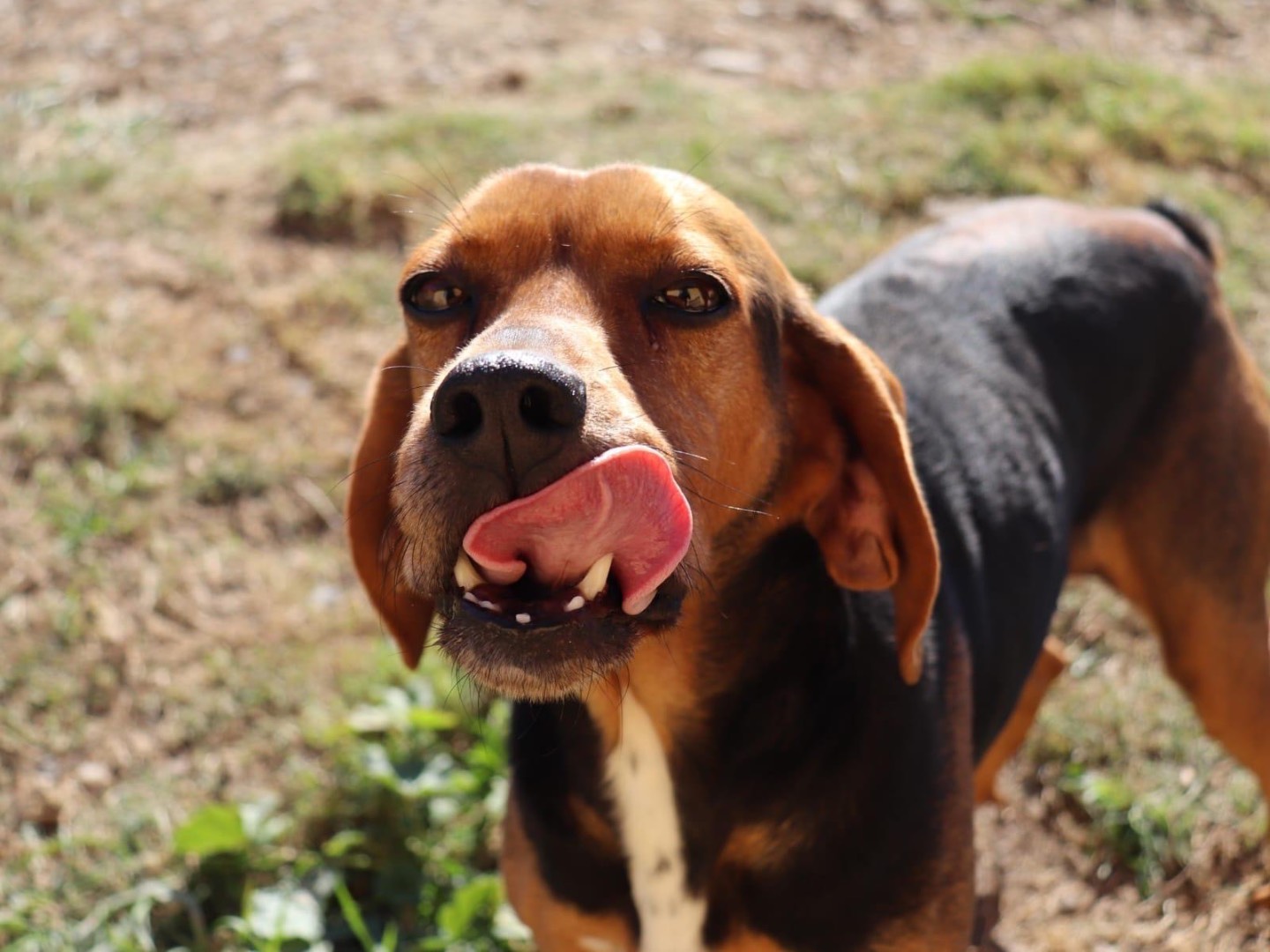 Adotta un cane, femmina, 10 anni e 8 mesi, Sud