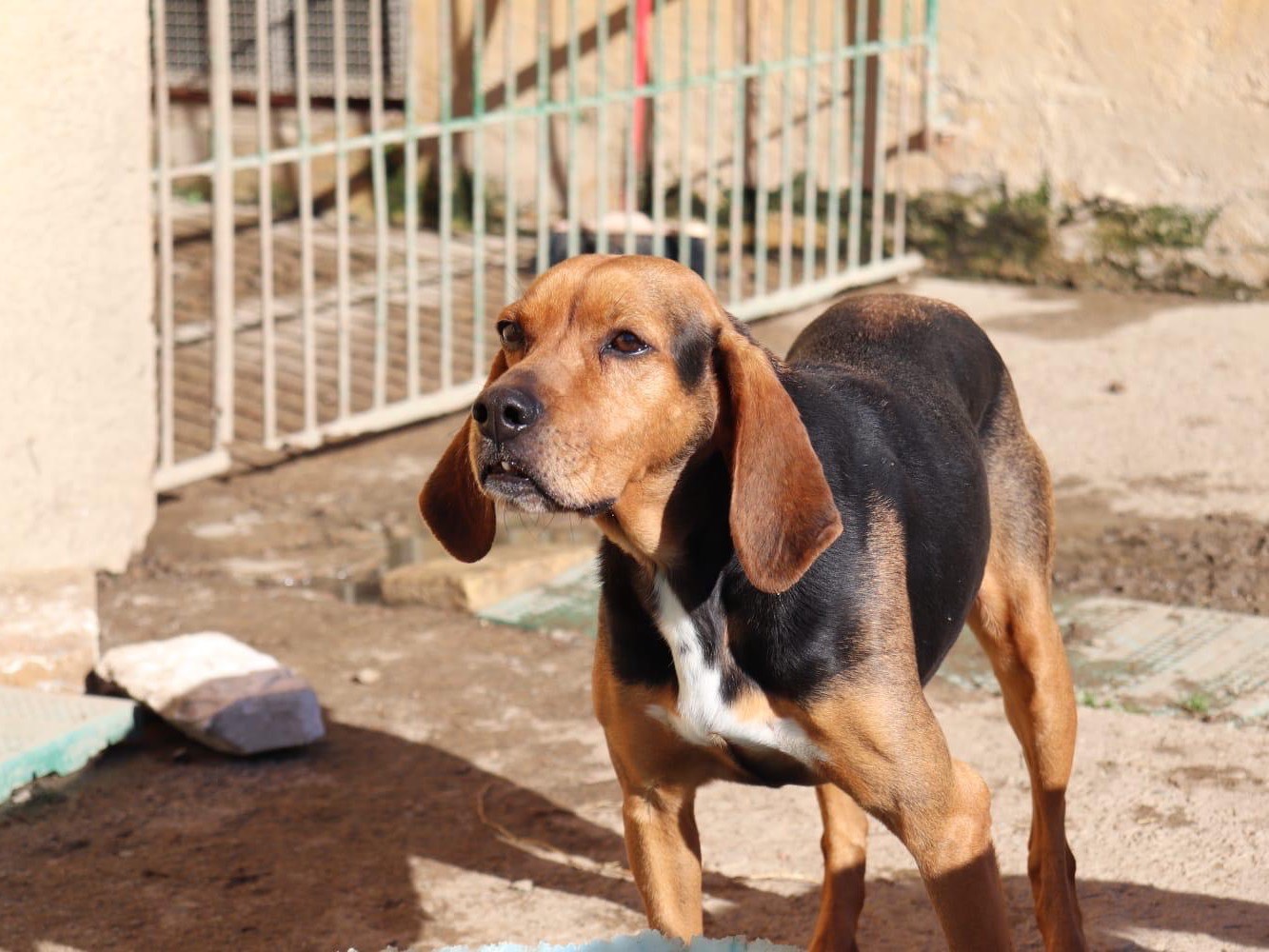 Adotta un cane, taglia media, femmina, Sud