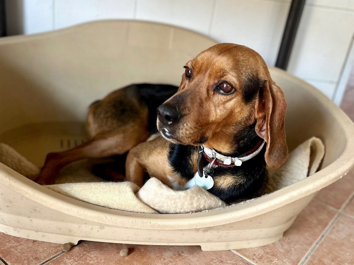 Vuoi adottare un cane a Sud?