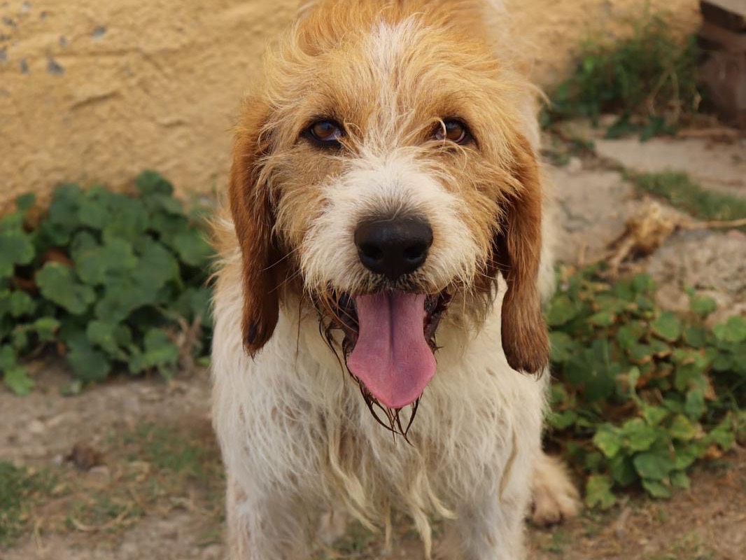 Adozione cane, maschio, Razza sconosciuta Razza sconosciuta, 4 anni, taglia media, Sud