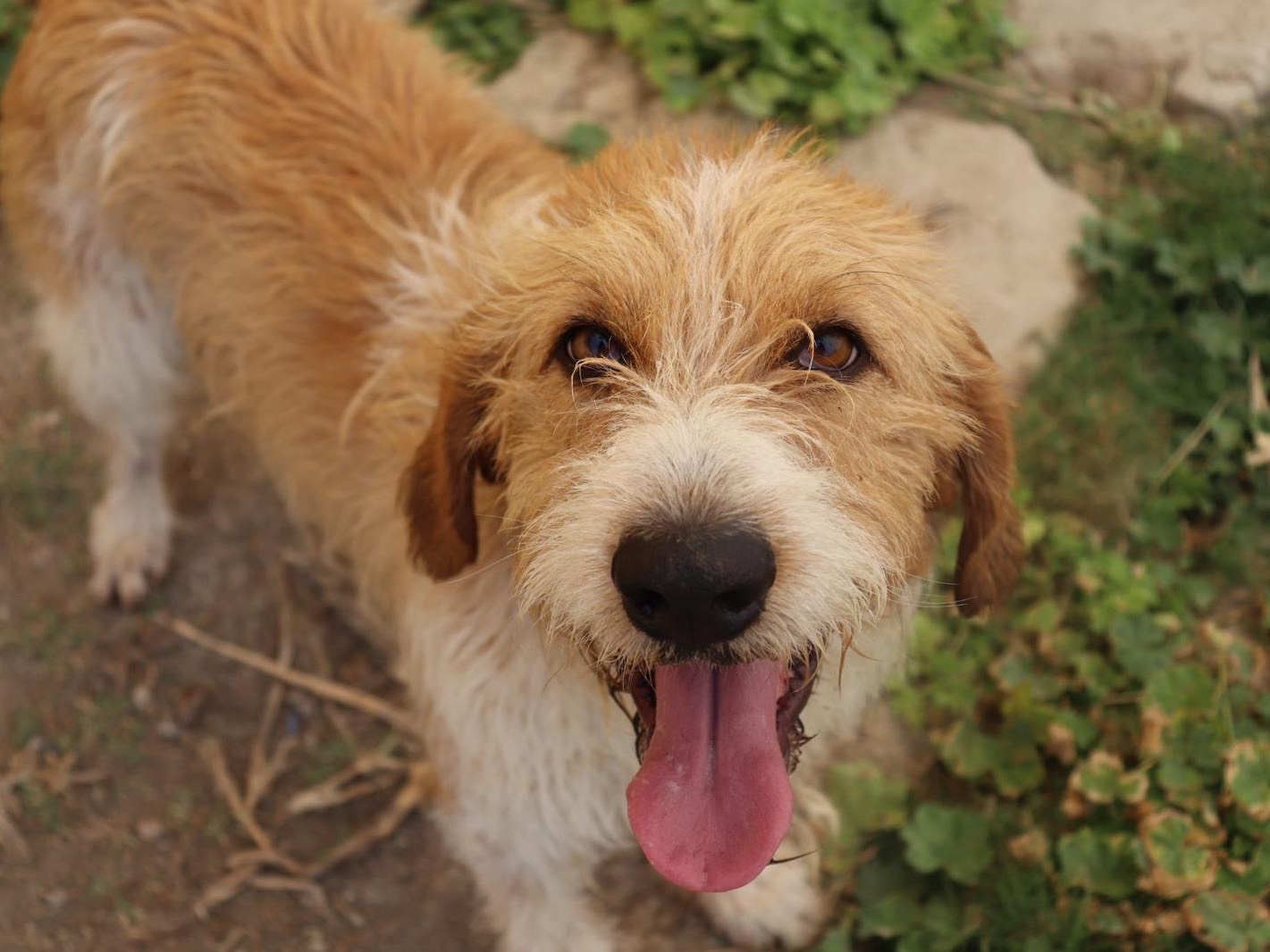 Adotta un cane, maschio, 4 anni, Sud