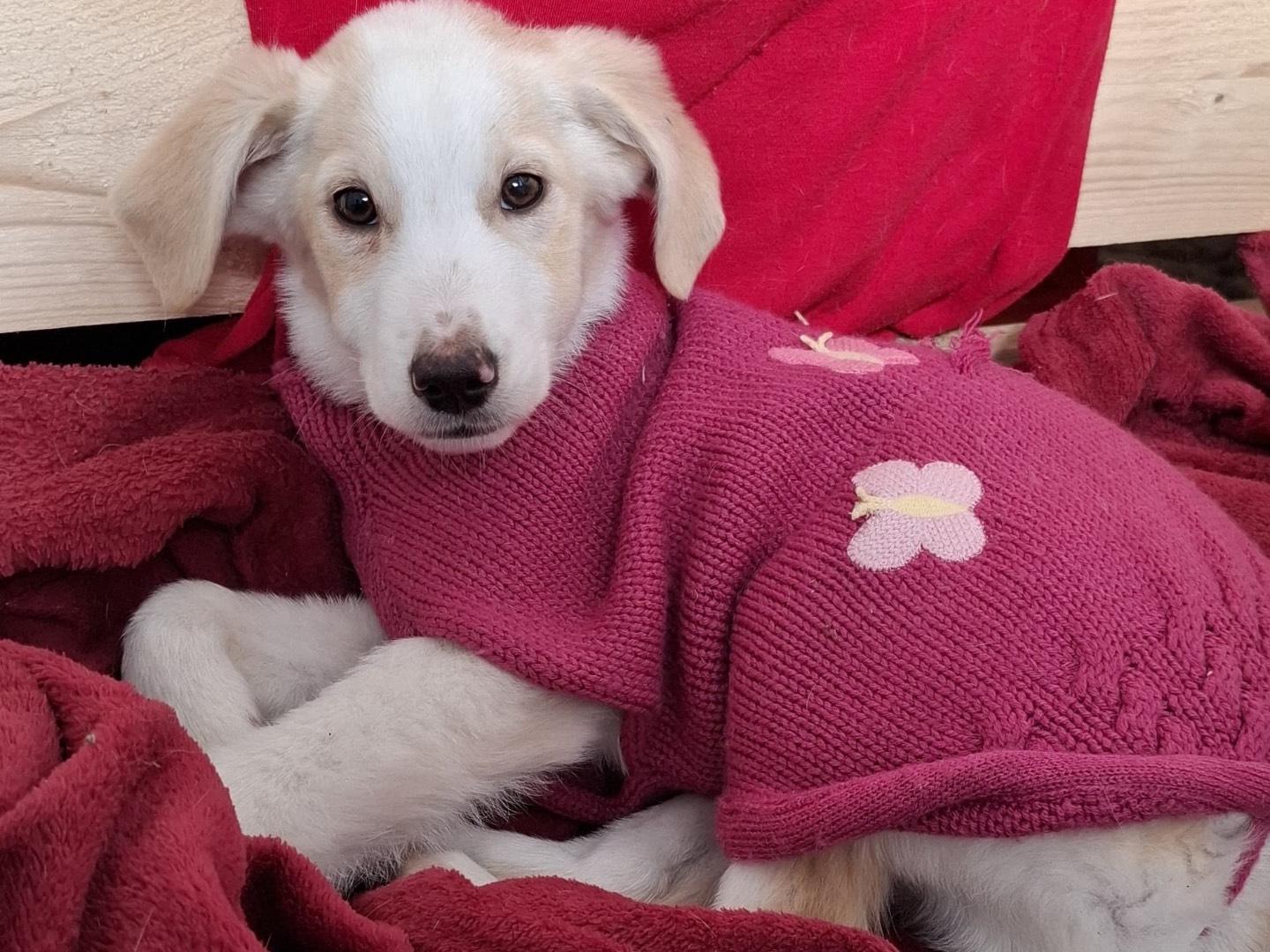 Adozione cane, femmina, Razza sconosciuta Razza sconosciuta, 4 mesi, taglia media, Foggia