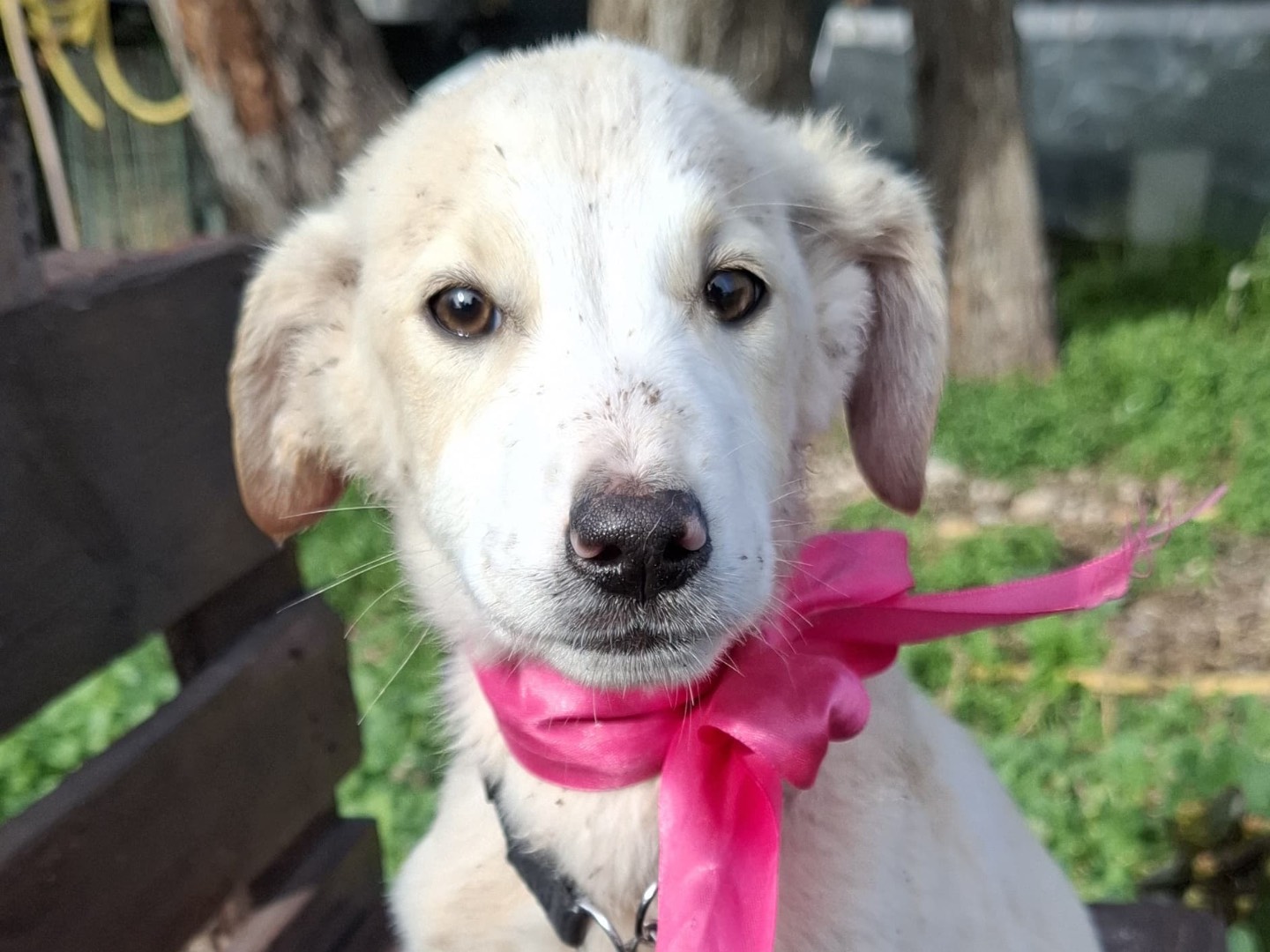 Adotta un cane, femmina, 4 mesi, Foggia