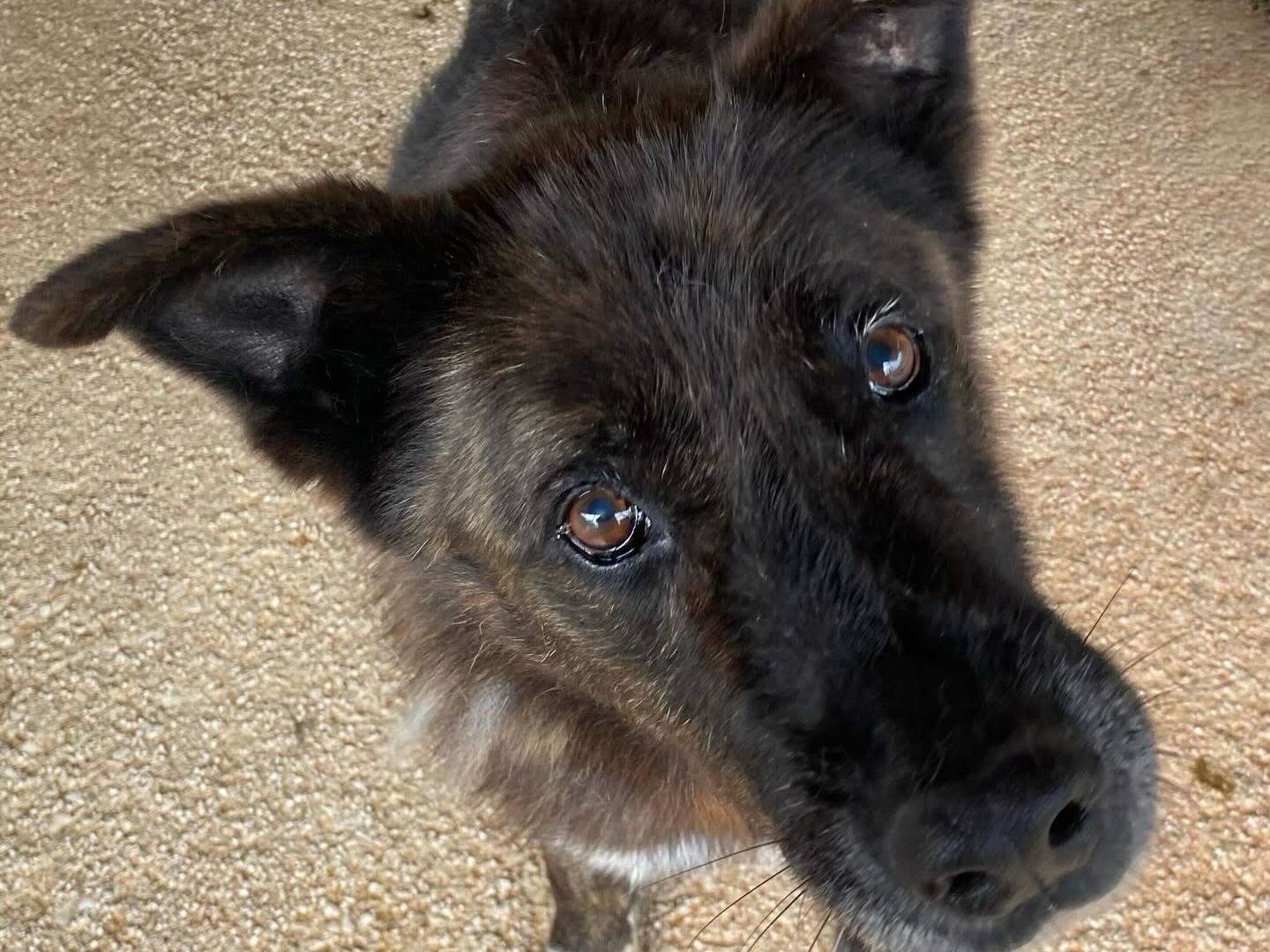 Adotta un cane, maschio, 12 anni, Latina