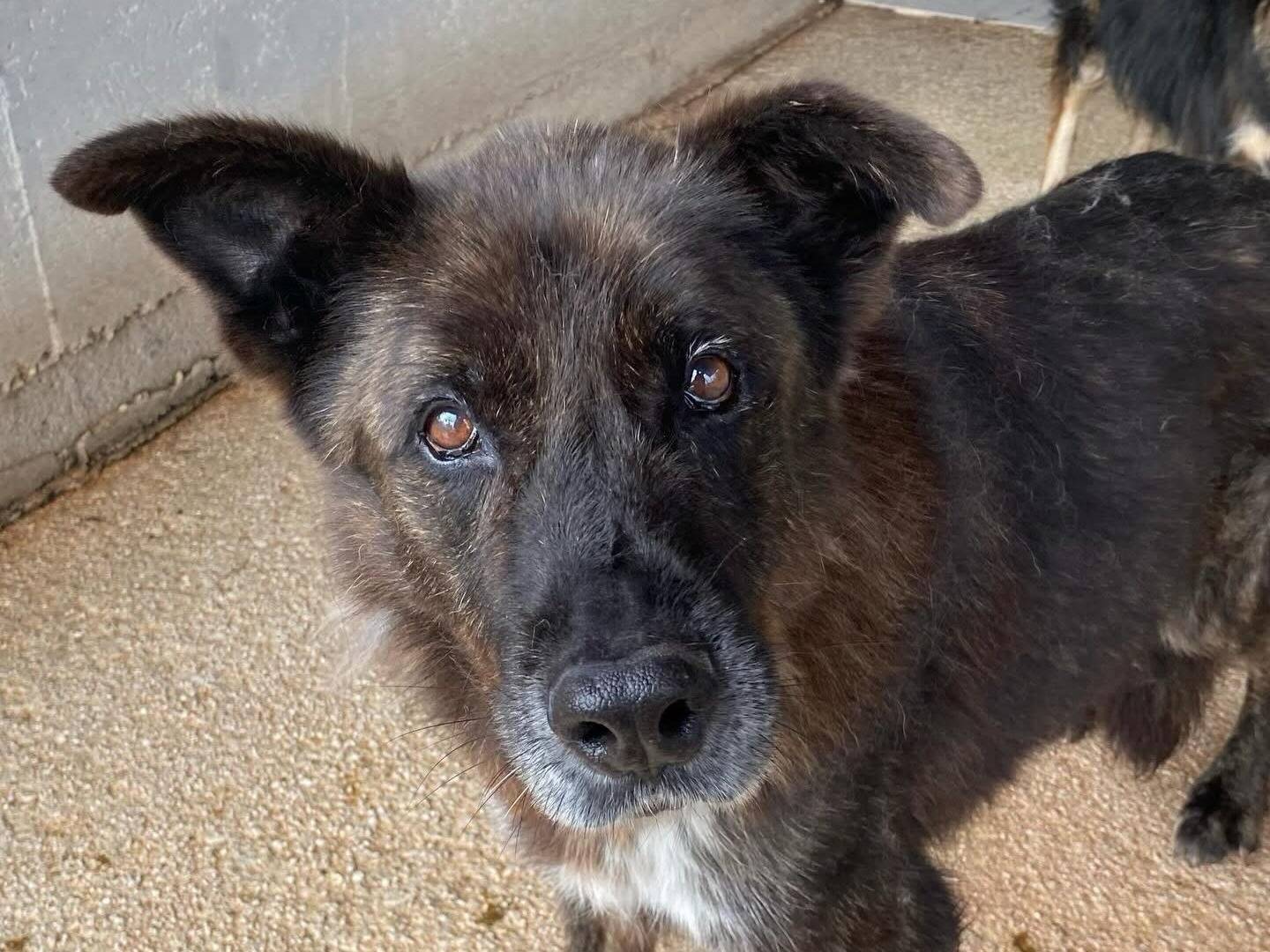 Vuoi adottare un cane a Latina?