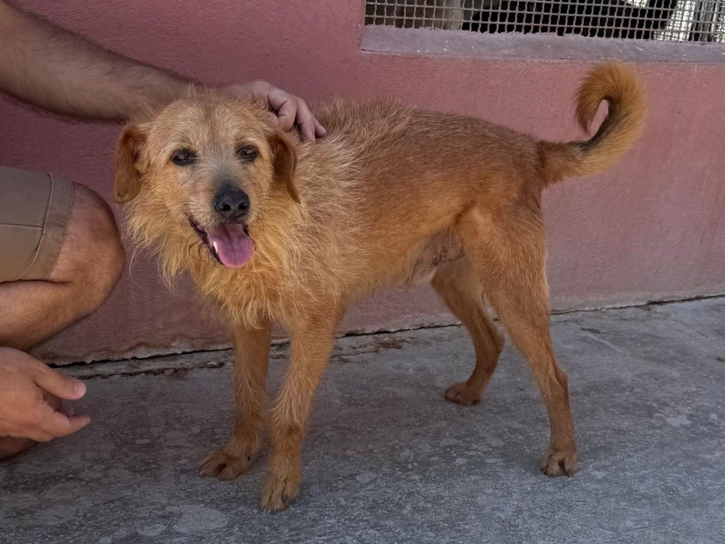 Adozione cane, maschio, Razza sconosciuta Razza sconosciuta, 12 anni e 8 mesi, taglia media contenuta, Sud