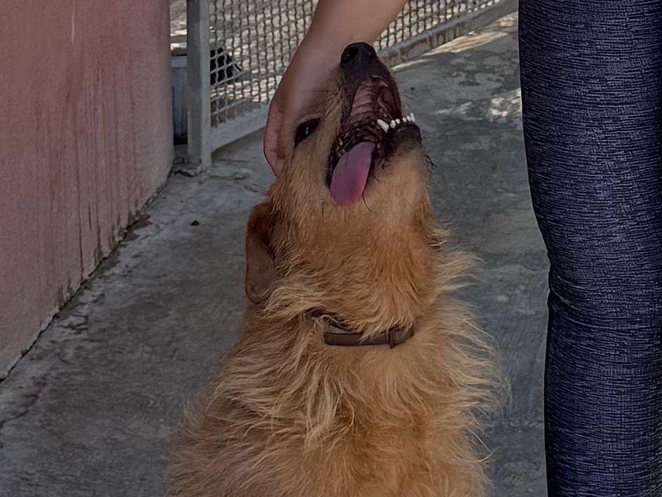 Adotta un cane, maschio, 12 anni e 8 mesi, Sud