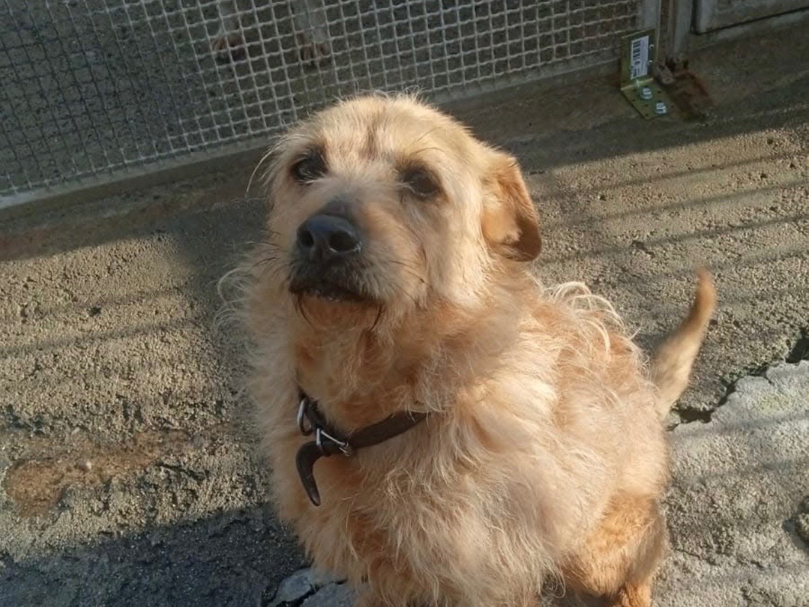 Adotta un cane, taglia media contenuta, maschio, Sud