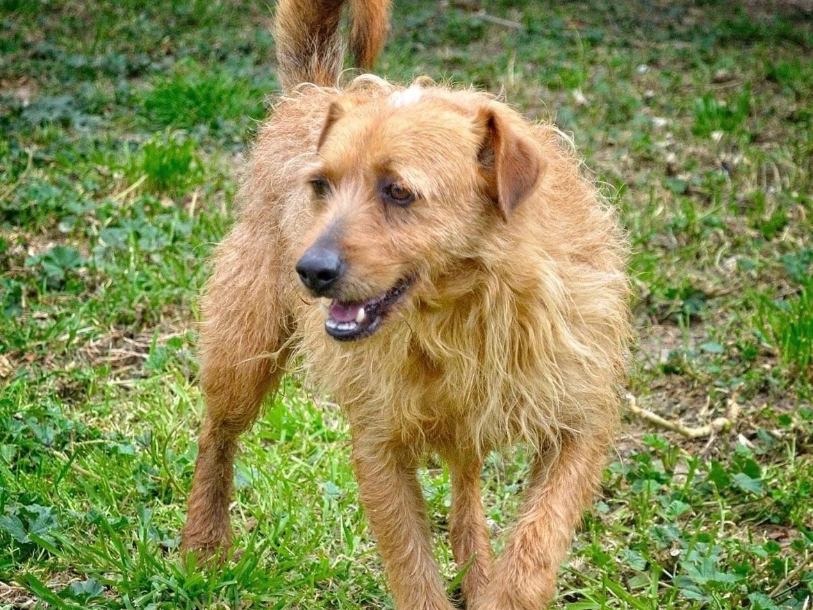 Vuoi adottare un cane a Sud?