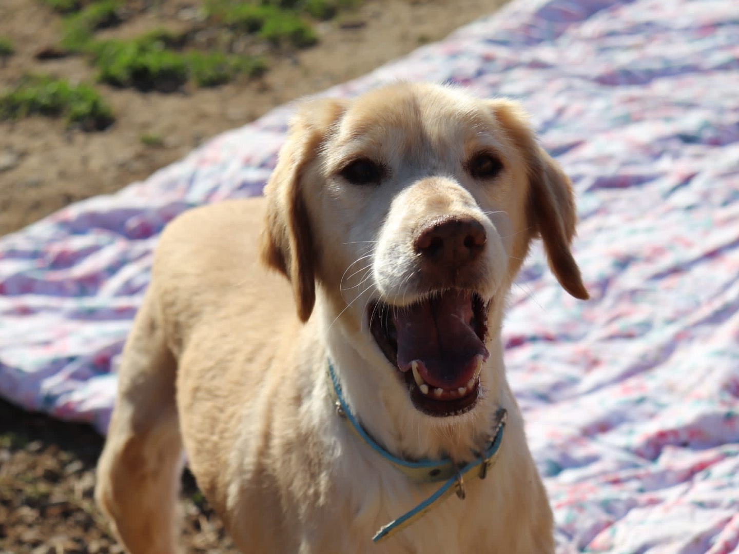 Adozione cane, maschio, Razza sconosciuta Razza sconosciuta, 12 anni e 8 mesi, taglia media, Sud