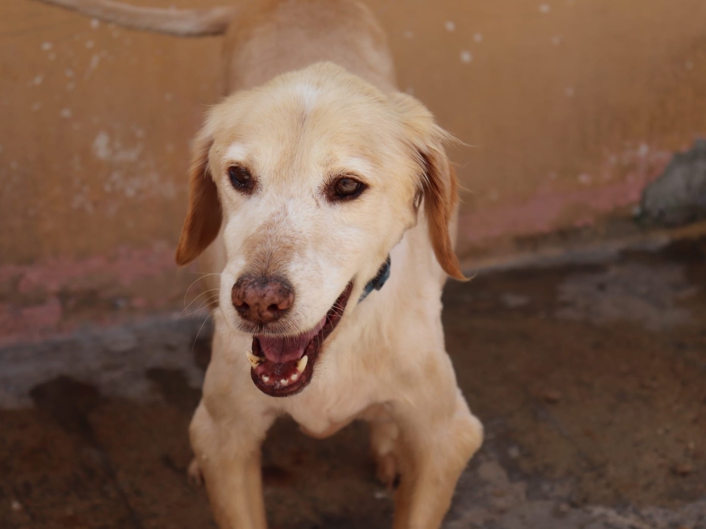 Adotta un cane, maschio, 12 anni e 8 mesi, Sud