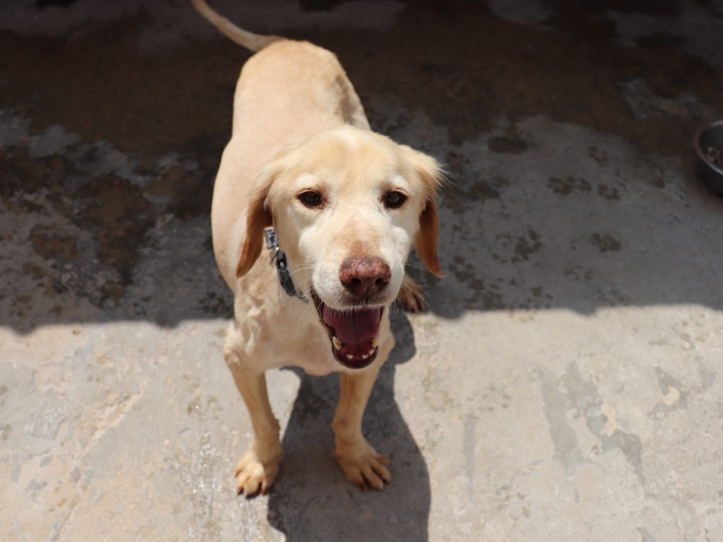 Adotta un cane, taglia media, maschio, Sud