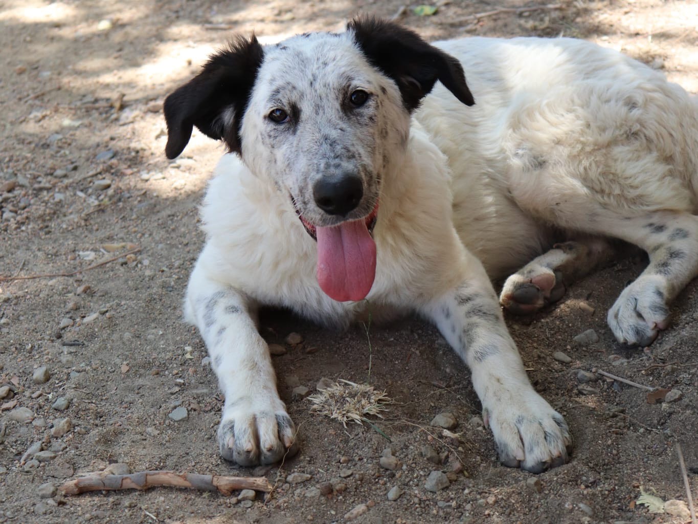 Adotta un cane, femmina, 9 mesi, Sud