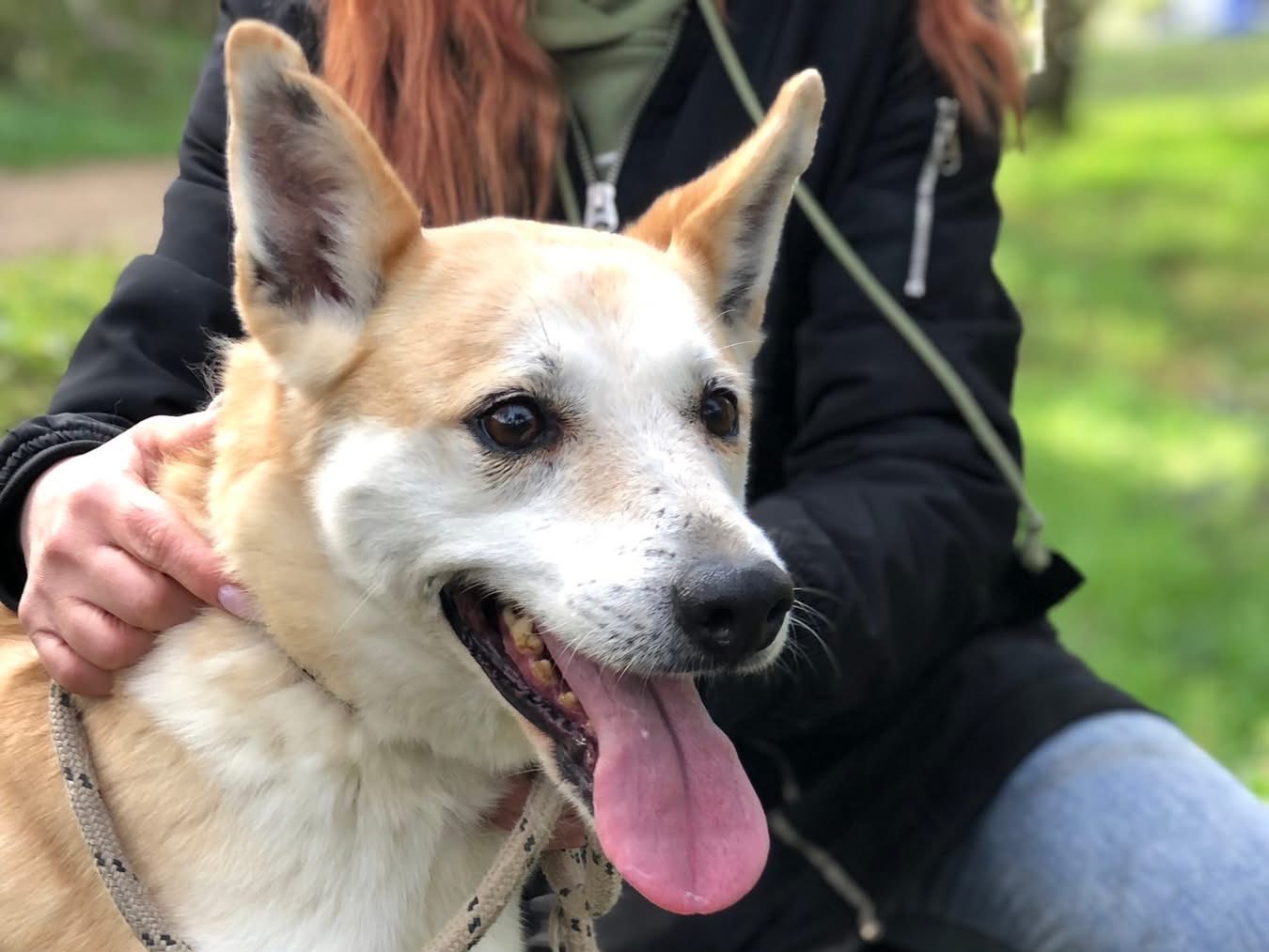 Adotta un cane, taglia media, femmina, Latina