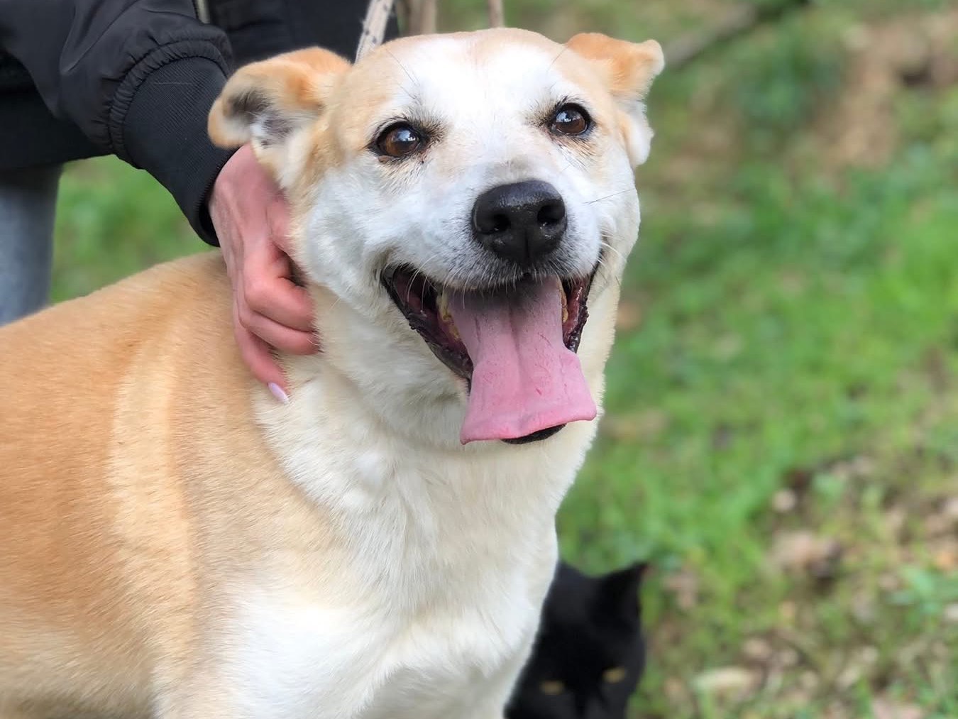 Vuoi adottare un cane a Latina?