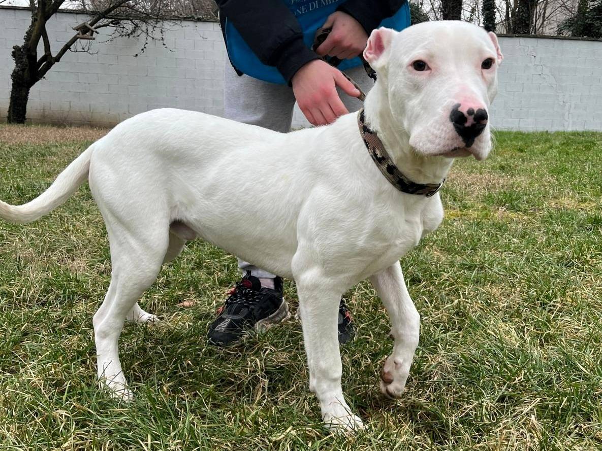 Adozione cane, maschio, Razza sconosciuta Razza sconosciuta, 6 mesi, taglia media, Milano