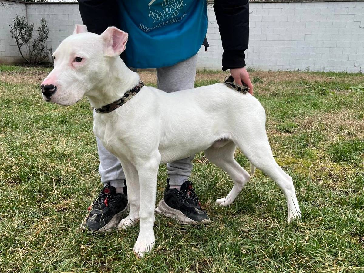 Adotta un cane, maschio, 6 mesi, Milano