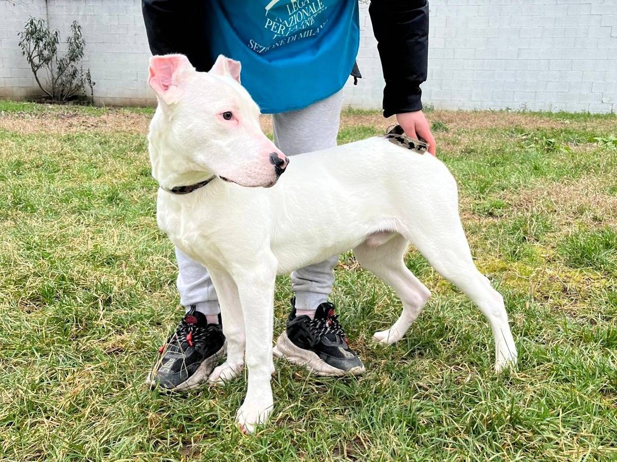 Adotta un cane, taglia media, maschio, Milano