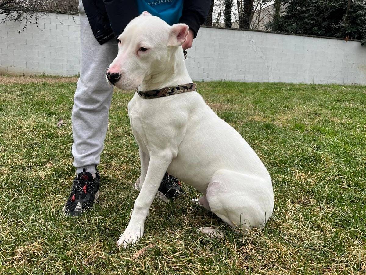 Adotta il cane ALBINO a Milano
