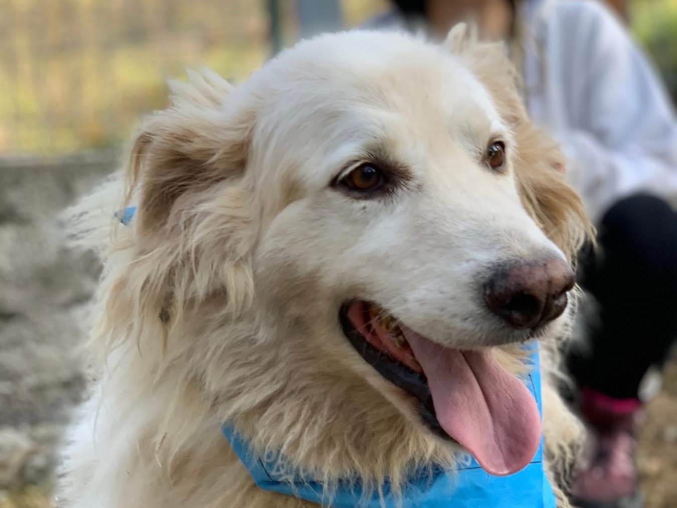 Adozione cane, maschio, Razza sconosciuta Razza sconosciuta, 10 anni e 2 mesi, taglia media, Latina