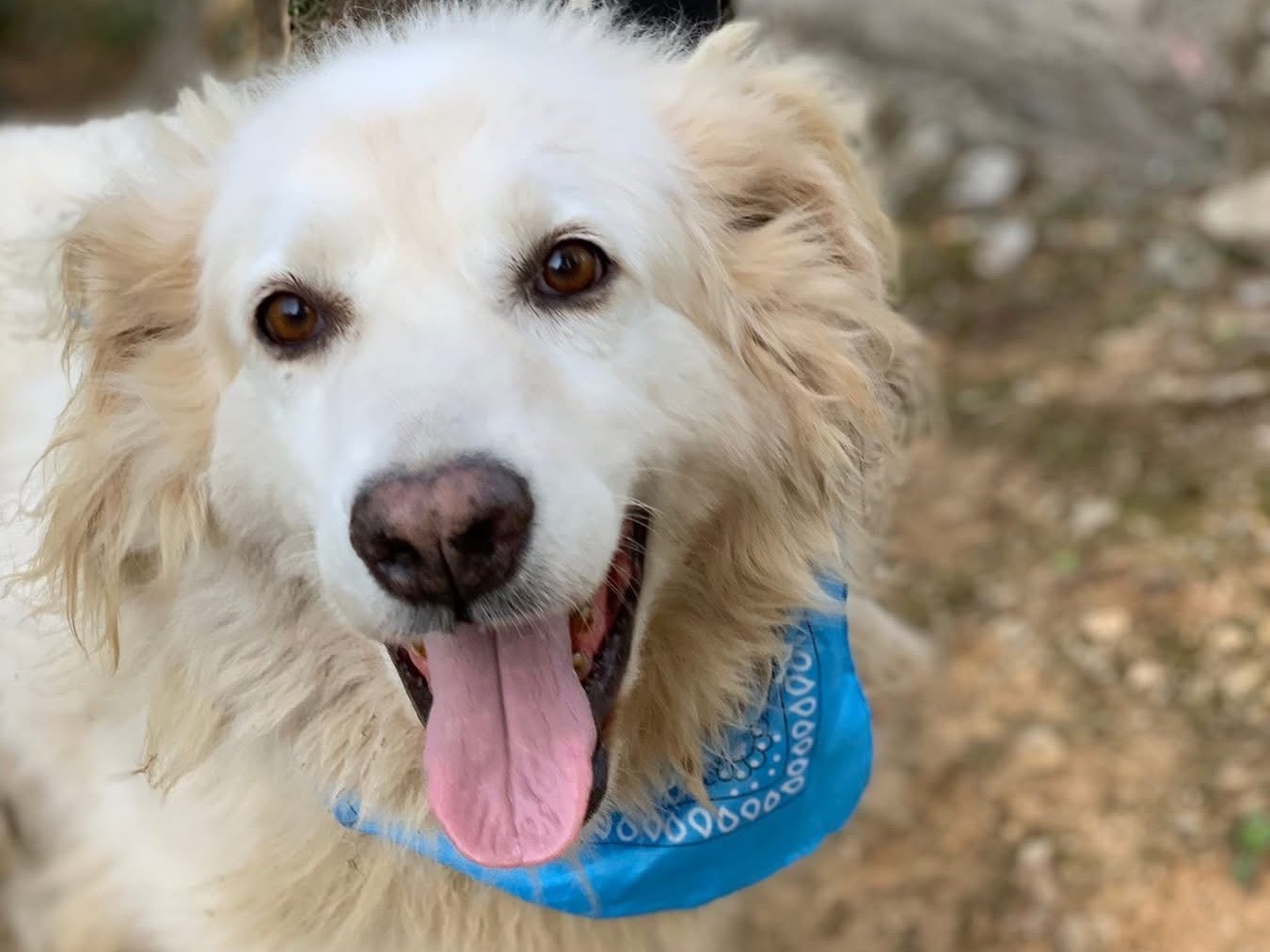 Adotta un cane, maschio, 10 anni e 2 mesi, Latina