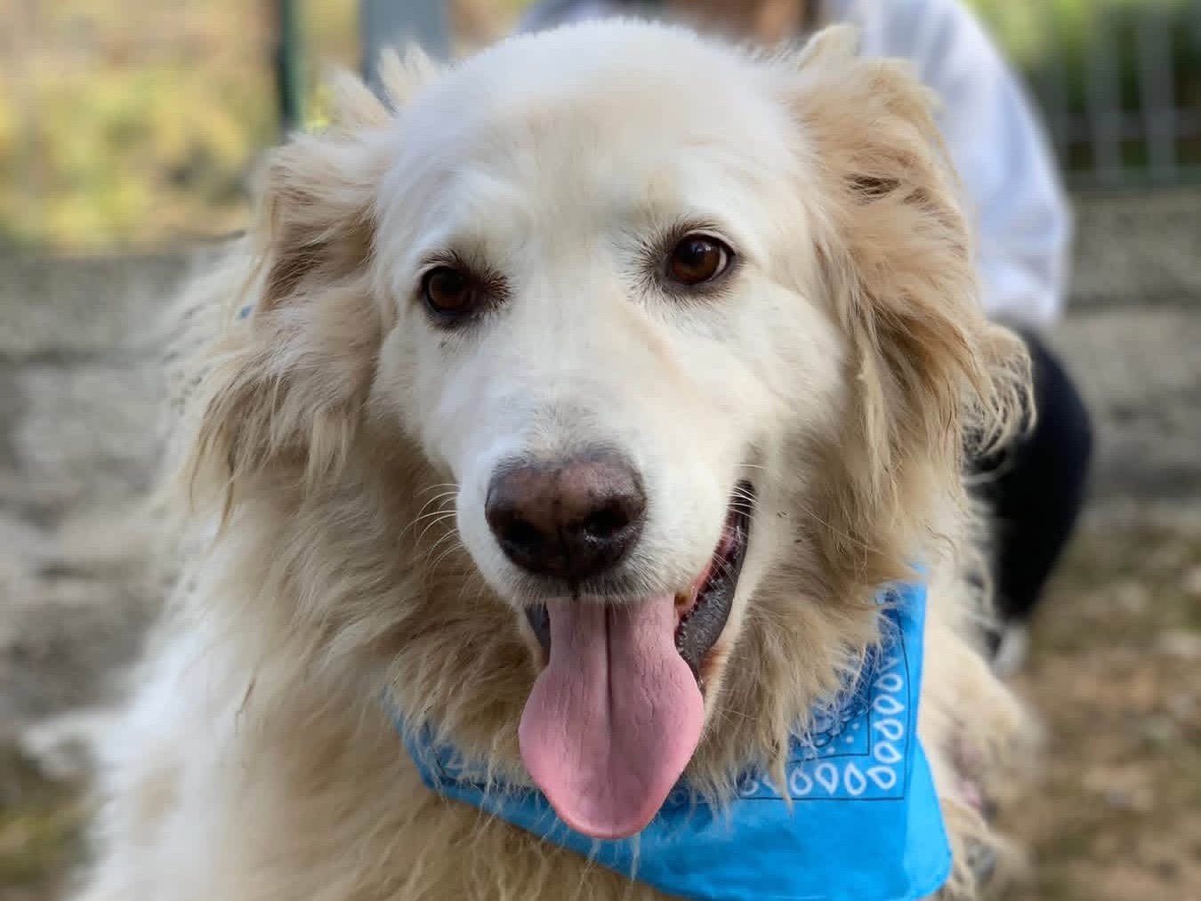 Adotta un cane, taglia media, maschio, Latina