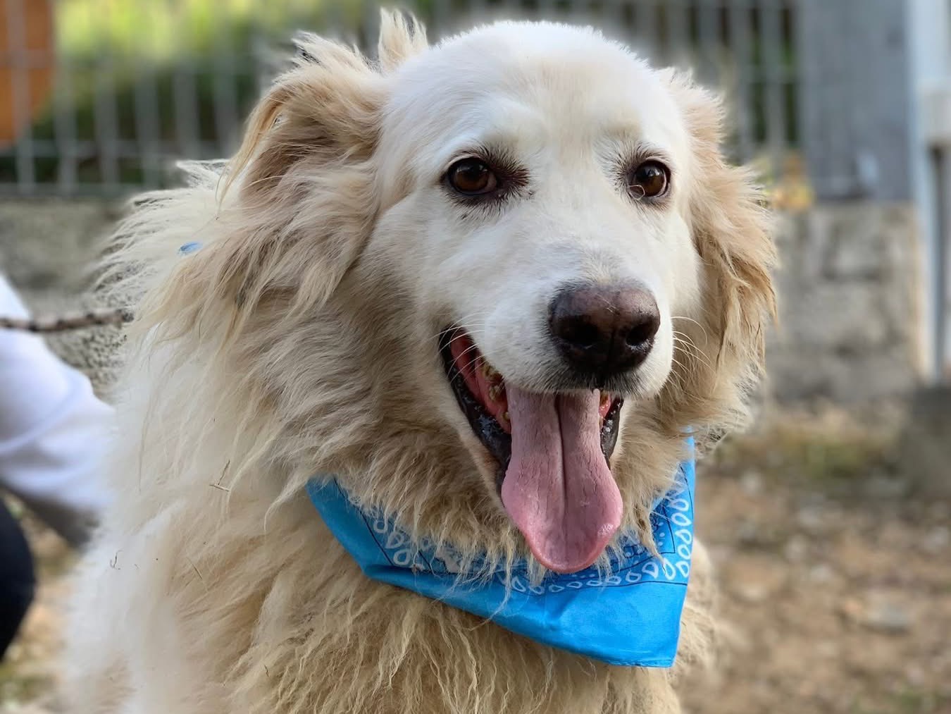 Vuoi adottare un cane a Latina?