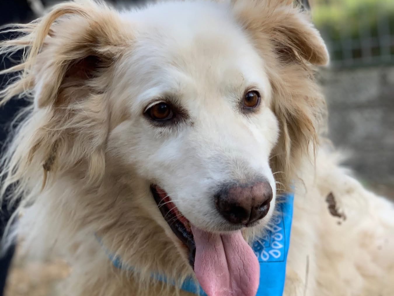Adotta il cane Michelangelo a Latina