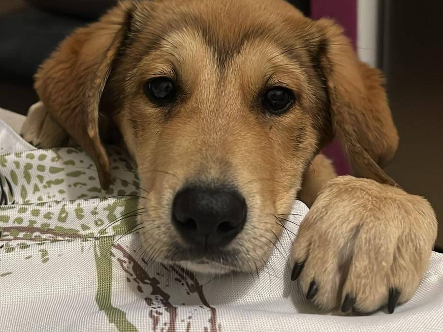 Adozione cane, femmina, Razza sconosciuta Razza sconosciuta, 4 mesi, taglia media, Varese