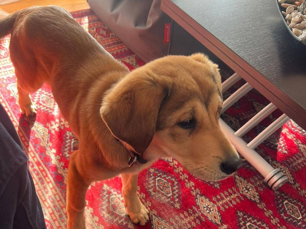 Adotta un cane, femmina, 4 mesi, Varese