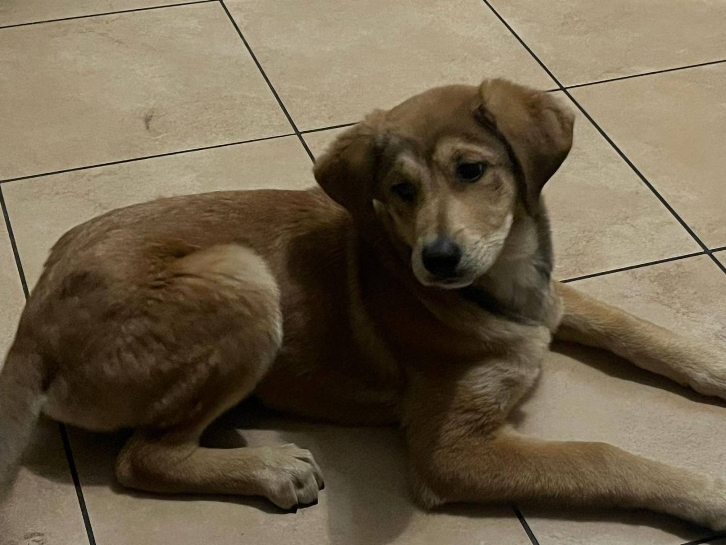 Adotta un cane, taglia media, femmina, Varese