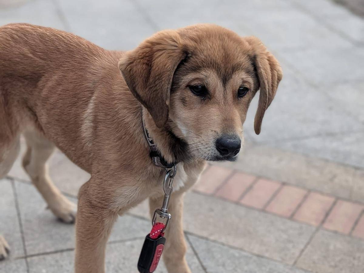 Vuoi adottare un cane a Varese?