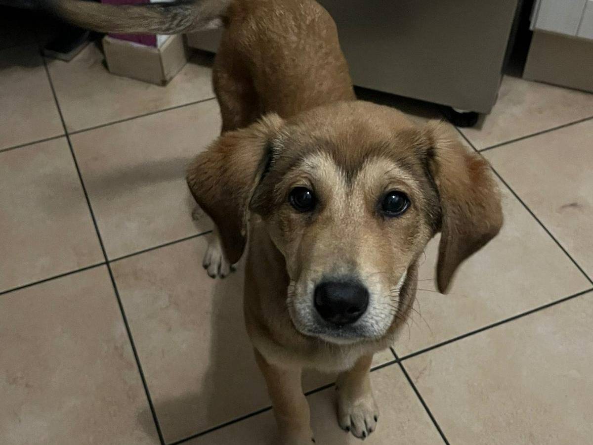 Adotta il cane NALA a Varese