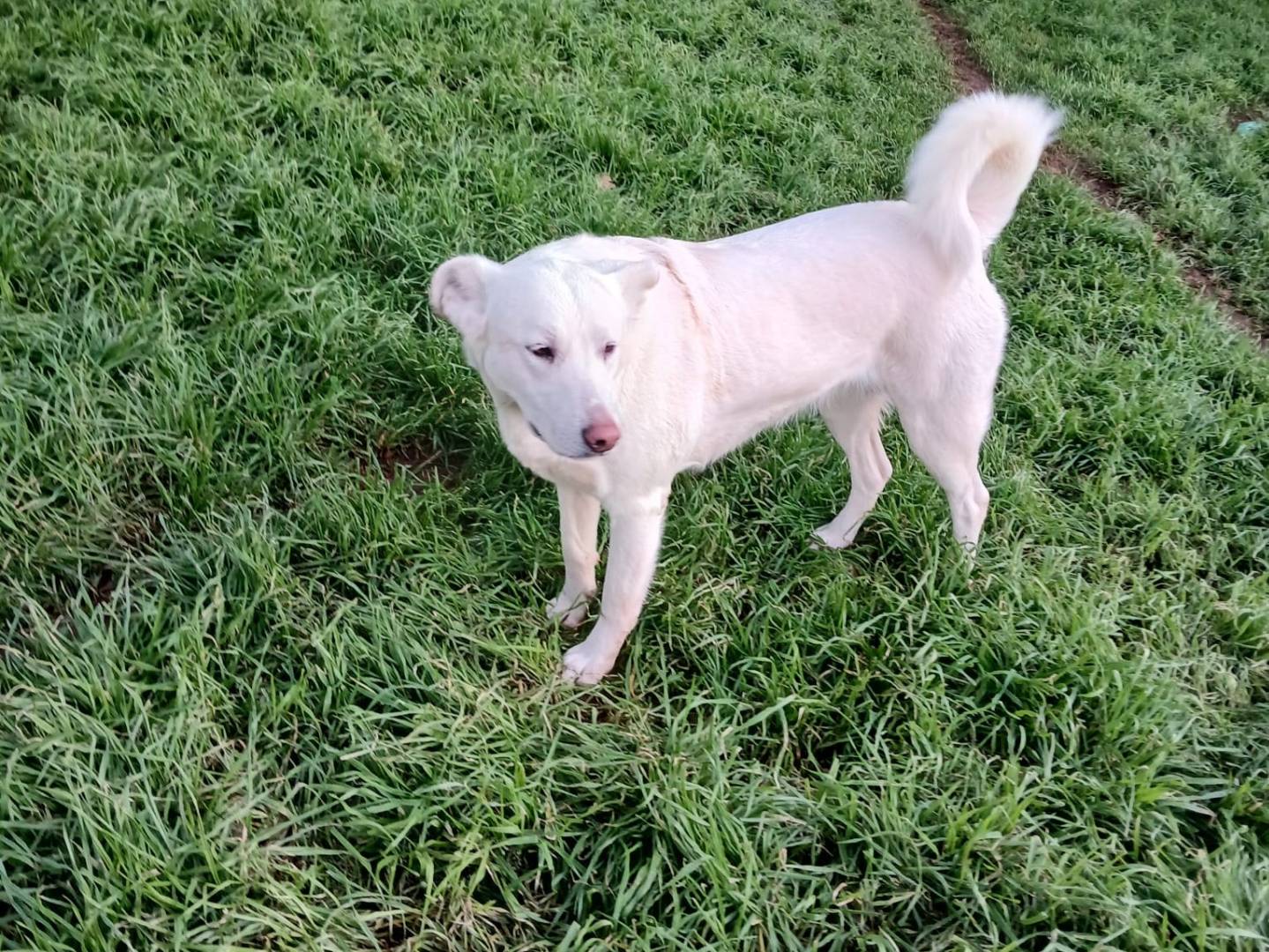 Adozione cane, femmina, Razza sconosciuta Razza sconosciuta, 2 anni e 4 mesi, taglia grande, Bari