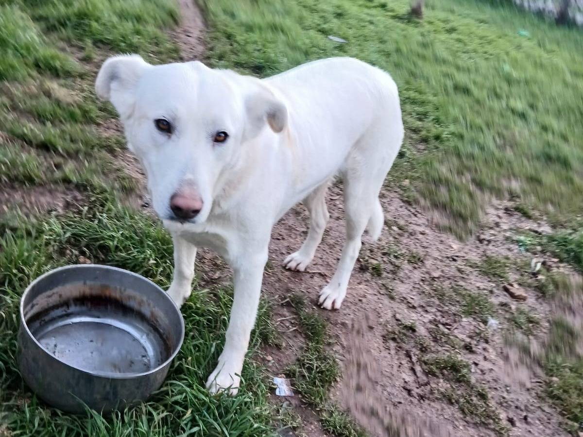 Adotta un cane, taglia grande, femmina, Bari