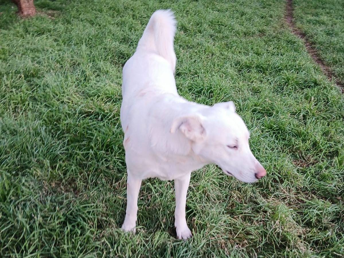 Vuoi adottare un cane a Bari?