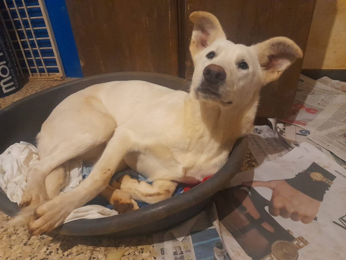 Adotta il cane Nala a Bari