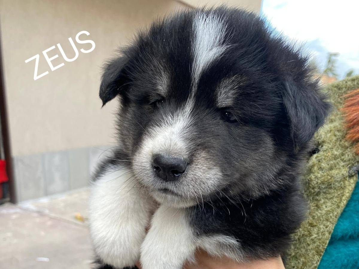 Adozione cane, maschio, Siberian Husky Razza sconosciuta, 1 mesi, taglia grande, Siracusa