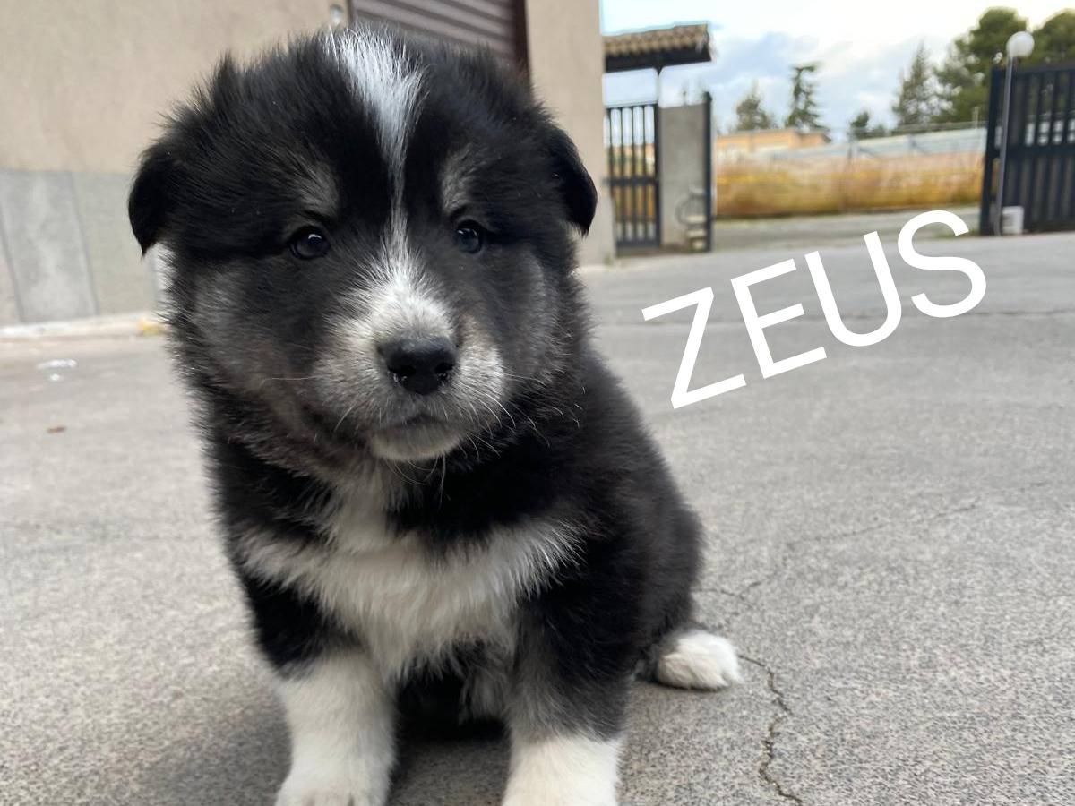 Adotta un cane, maschio, 1 mesi, Siracusa