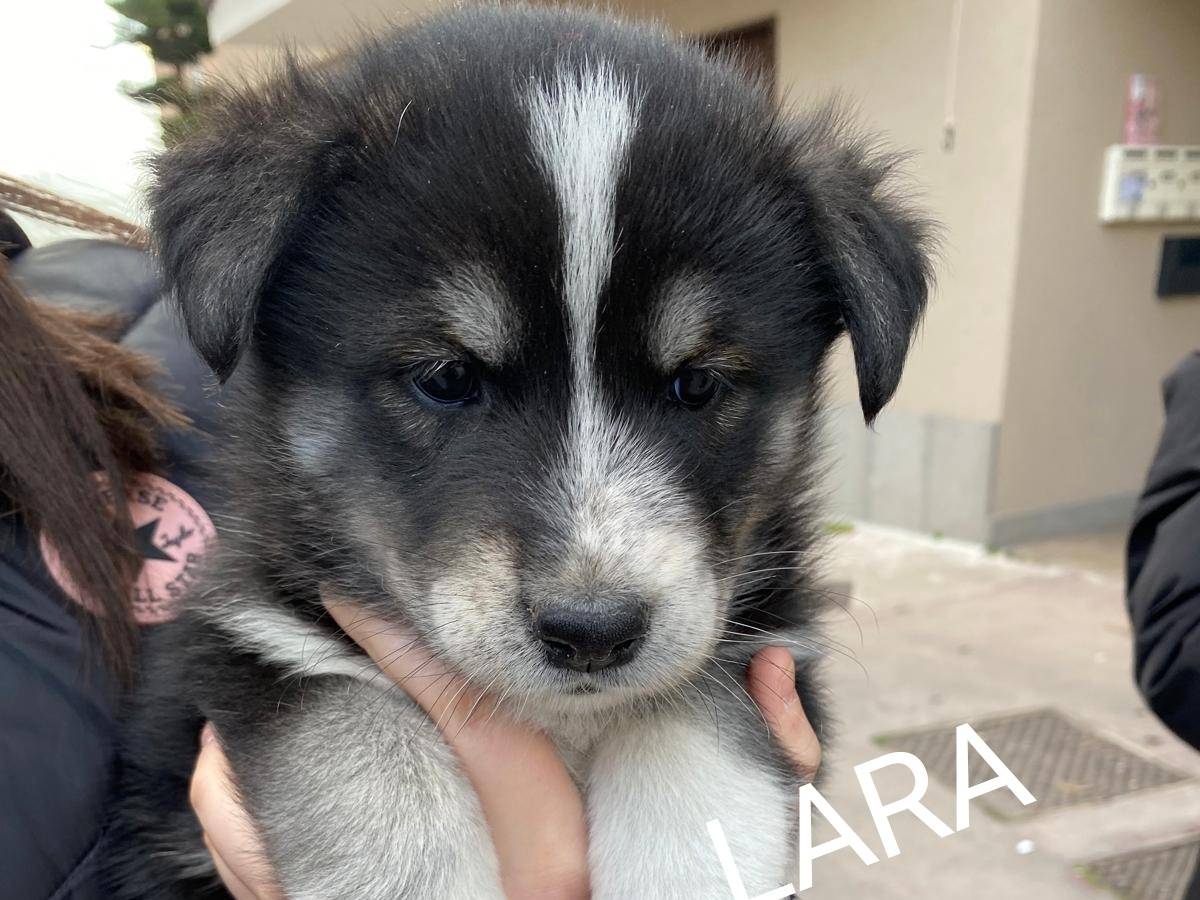 Adozione cane, femmina, Siberian Husky Razza sconosciuta, 1 mesi, taglia grande, Siracusa