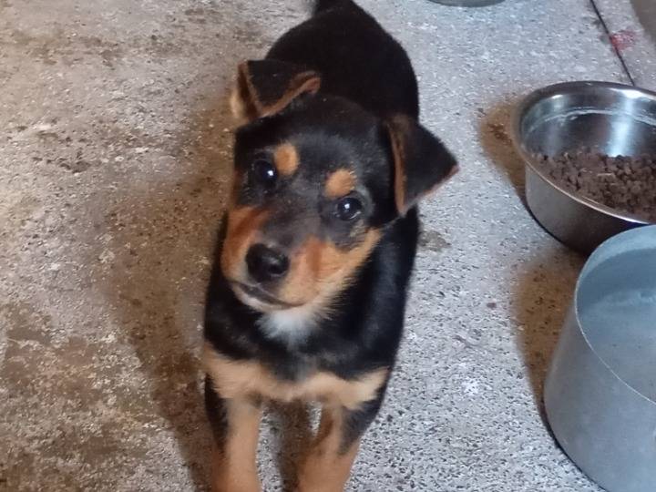 Adotta un cane, femmina, 2 mesi, Siracusa