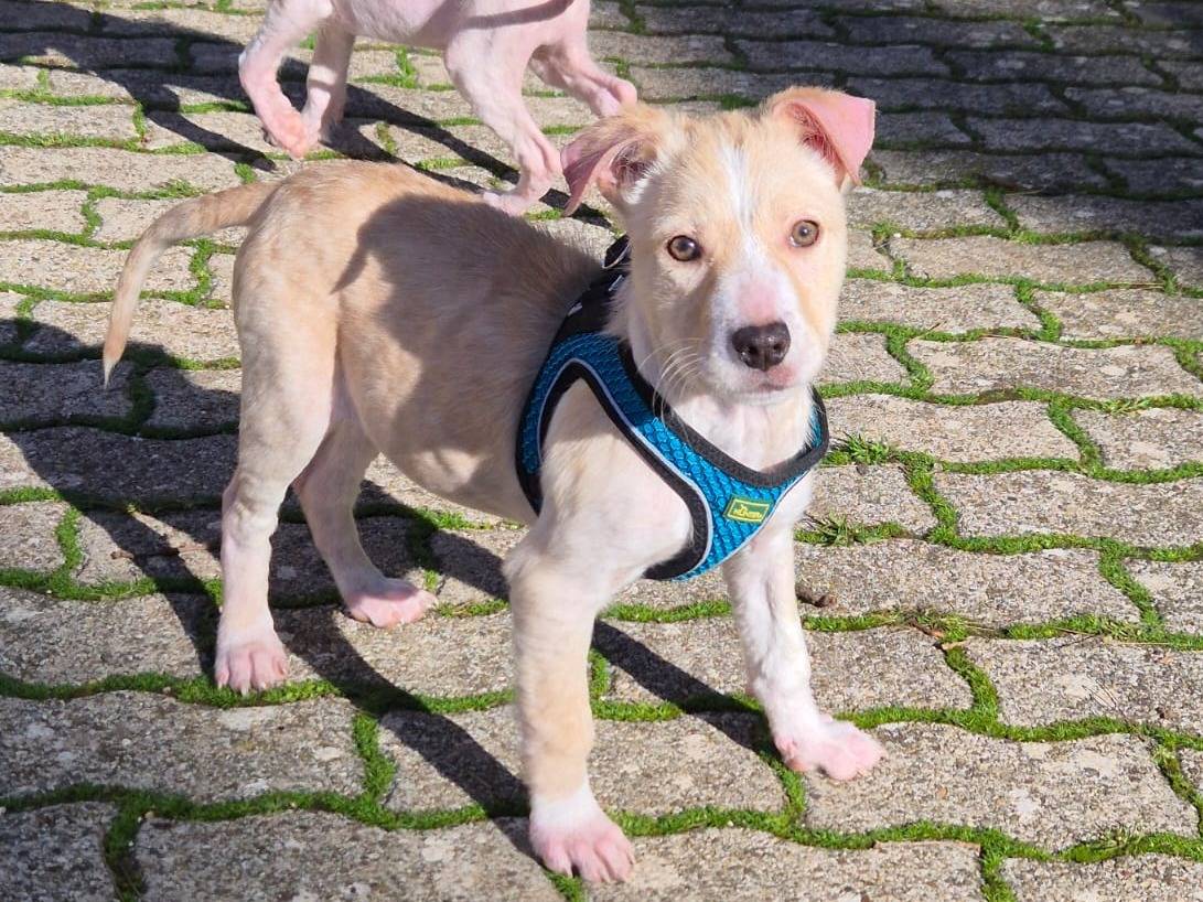 Adozione cane, maschio, Razza sconosciuta Razza sconosciuta, 1 mesi, taglia media, Bari