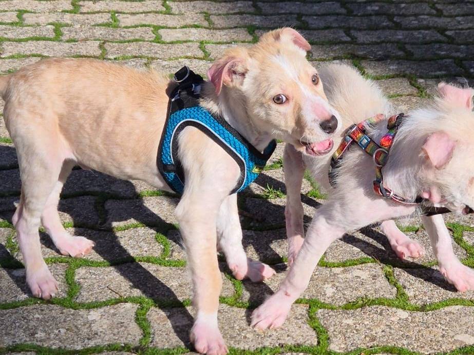 Adotta un cane, maschio, 1 mesi, Bari