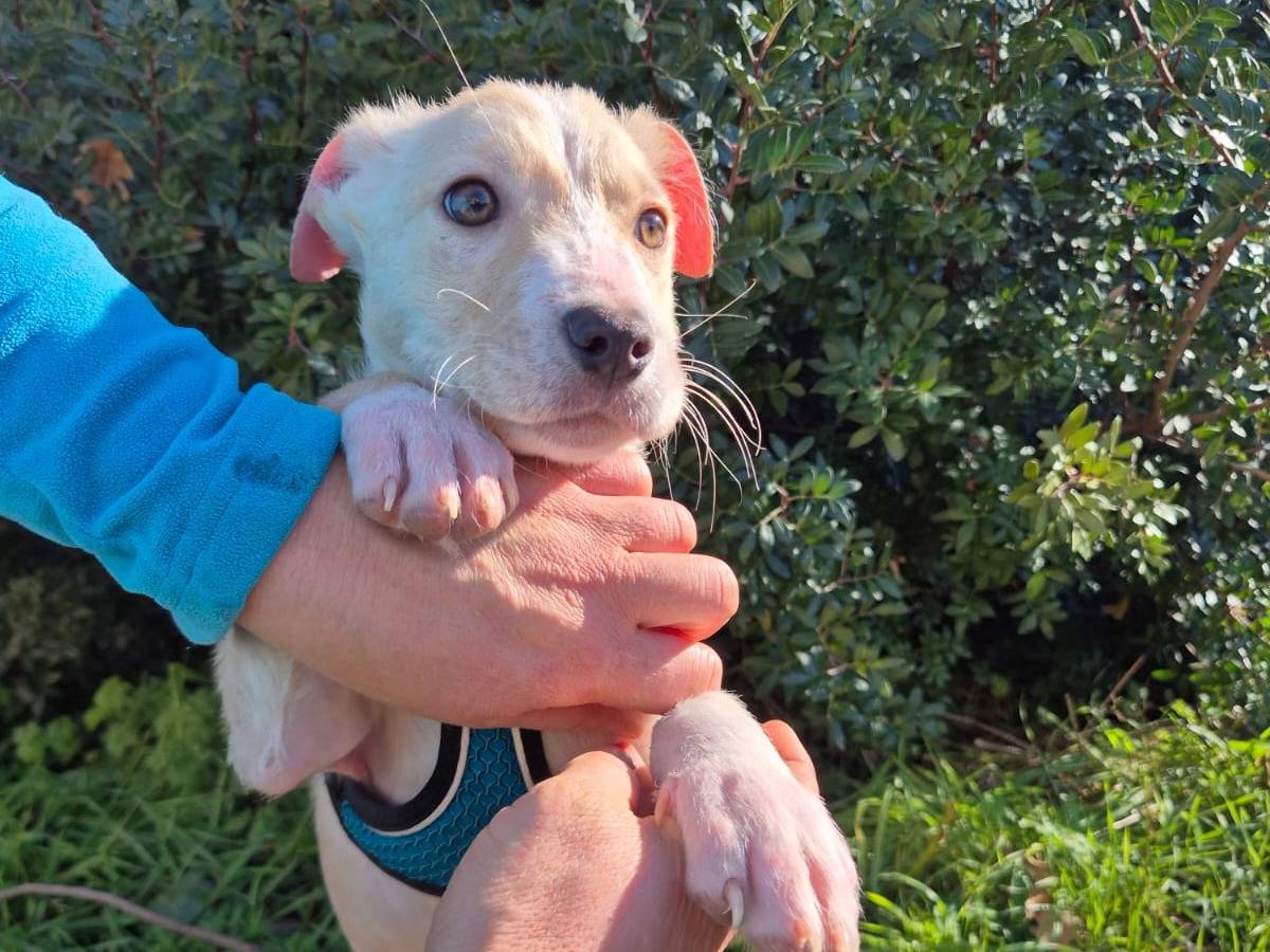 Vuoi adottare un cane a Bari?