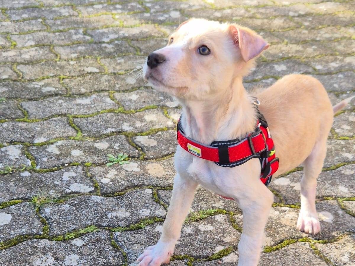 Adotta il cane Vischio  a Bari